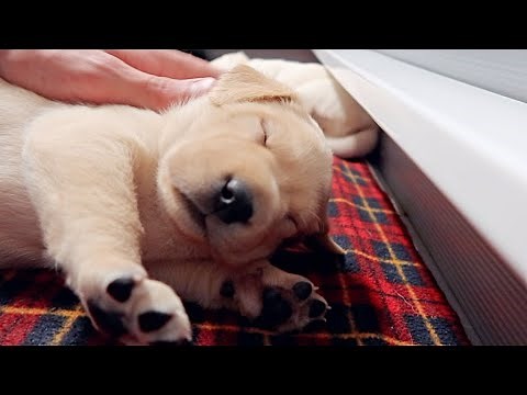 Baby Labradors Grumble In Their Sleep..