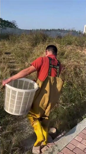 Tiny Fish Babies Swimming Freely – Calm & Relaxing Pond Scene