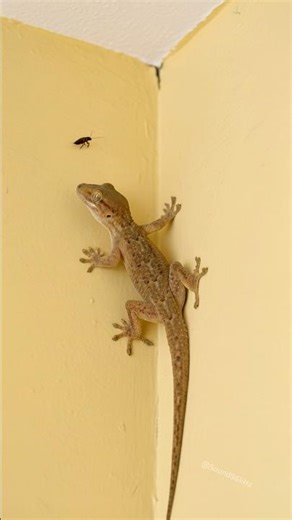Amazing Lizard Sound 🦎 Effect | Gecko Stares at a Cockroach for 10 Seconds…
