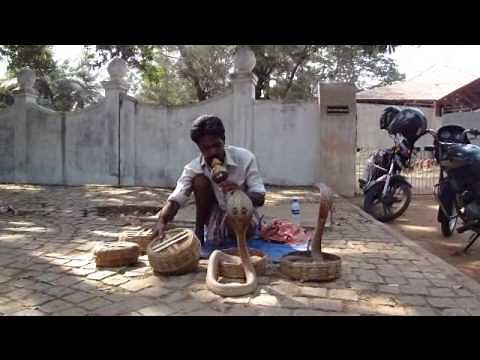 snake charmer with 4 cobras in Kochi (India)