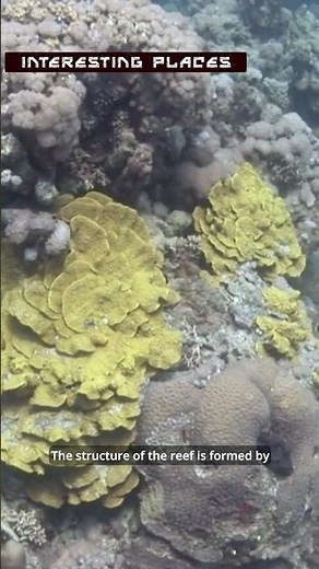 The Great Barrier Reef: The World's Largest Coral Reef System