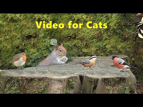 Videos for Cats : Birds Chirping in The Secret Forest - 9 HOURS of Cat TV