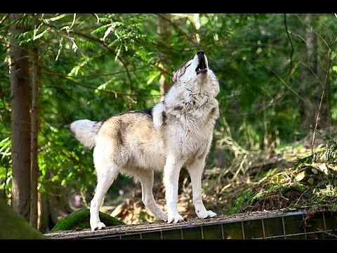 Wolves Howling Compilation 8hr HD 1080p
