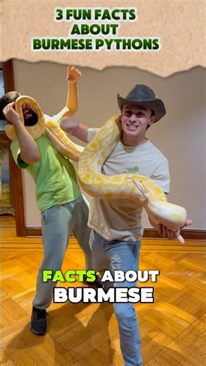 3 Fun Facts about BURMESE PYTHONS🐍