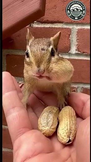Watch This Cute Chipmunk Enjoying a Peanut – Nature’s Snack Time