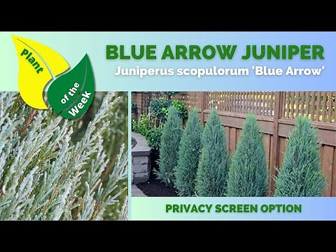 BLUE ARROW JUNIPER | Juniperus scopulorum 'Blue Arrow'