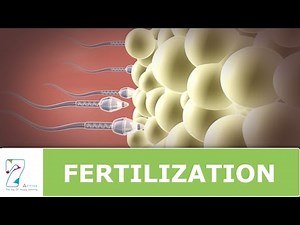 Fertilization