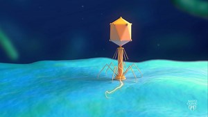 Phage therapy shows potential for treating prosthetic joint infections - Mayo Clinic News Network