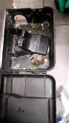 Effective Rodent Control Tips for Homeowners