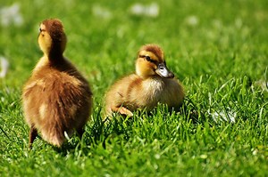Q&A For Safe Duck Handling: How To Catch A Baby Duck