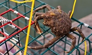 Common Spider Crab