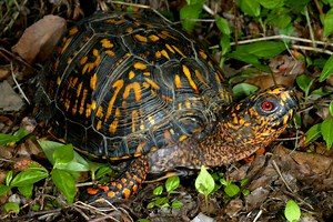 Eastern Box Turtle: One of the Most Colorful Reptiles in North America