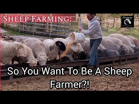 Sheep Farming: 14 Things You Need To Start Your Own Sheep Farm