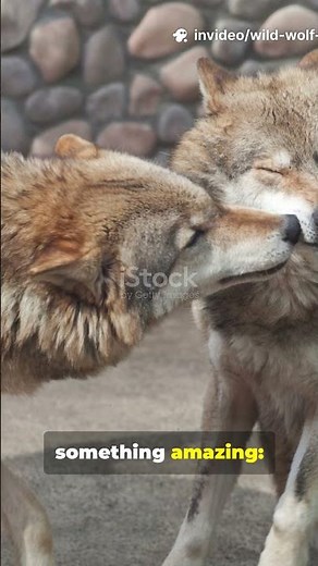 Amazing Facts About Wolves You Didn’t Know 🐺 | Wild Animal Facts