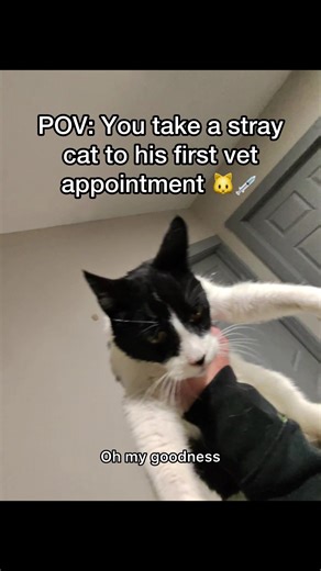 Mr bugs finally got his shots today 🥺💉 #pov #straykitty #vetappointment #vet