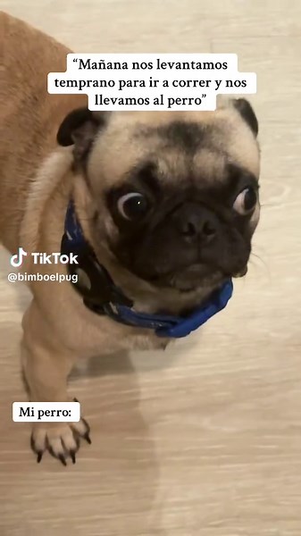 Cute Pug Moments: Morning Run with My Dog