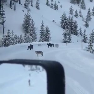 243K views · 5.4K reactions | Winter wolf encounters in Yellowstone:...
