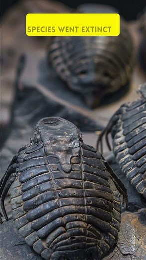 The First Mass Extinction: The Ordovician Event Explained