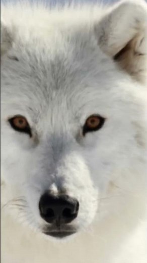 Arctic Wolves – Survival, Hunting and Life on the Frozen Tundra
