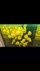 5.7K views · 369 reactions | Black bottom, black rear weirs and zero black spots....why you may ask. All are albinos. They never get any peppering. | Jack Wattley Discus | Facebook