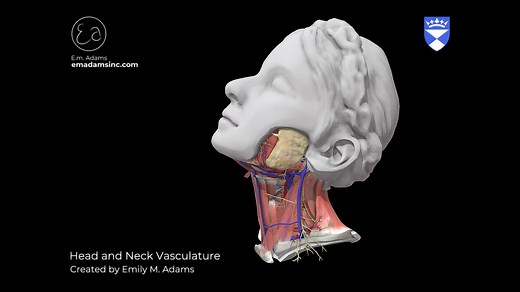 Head and Neck Vasculature - 3D model by University of Dundee, CAHID (@anatomy_dundee)