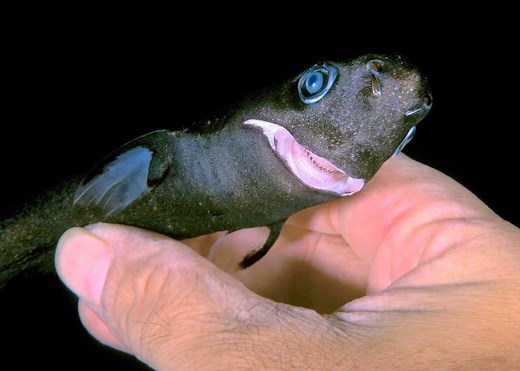 11 Smallest Shark Species in the World (Dwarf Lanternshark, Pygmy Shark) | Storyteller Travel