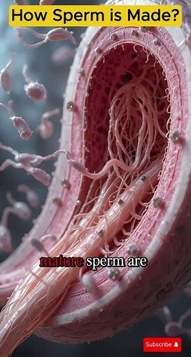 How Sperm is Made? | Male Reproductive System Explained