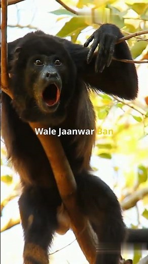 Howler Monkey: The Loudest Voice in the Rainforest