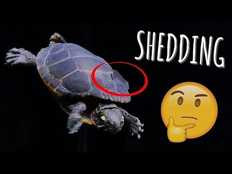 Turtle Shell Peeling? What to do during shedding! | Turtle 101