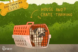 From Sit to Stay: Your No-Fail Plan for Training a Dog