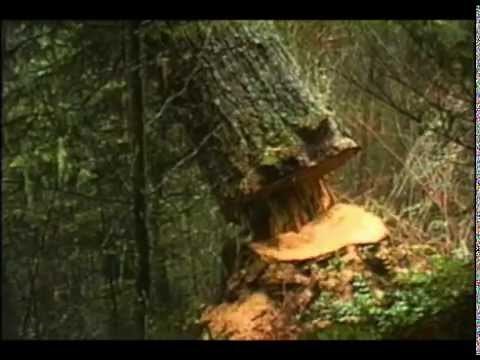 FALLING TREE SOUND EFFECT IN HIGH QUALITY