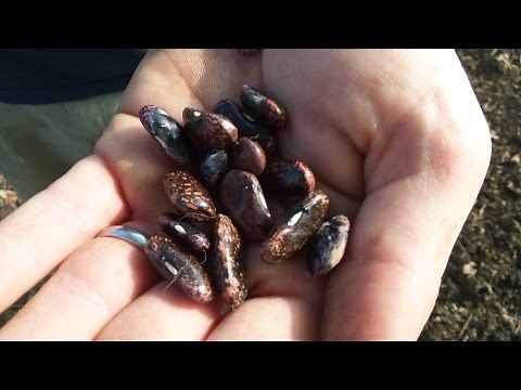 Growing Scarlet Runner Beans - Straight to the Point