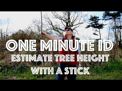 How to Estimate the Height of a Tree using a Stick. One Minute ID