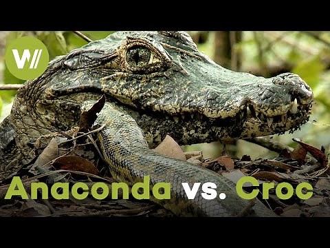 Giant Anaconda vs. Crocodile - A battle that has raged for 60 Million years