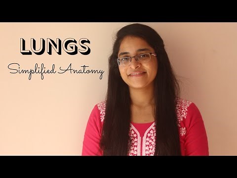 LUNGS | ANATOMY | SIMPLIFIED