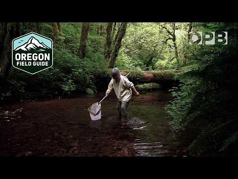 Judy Li and the incredible world of the caddisfly | Oregon Field Guide