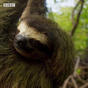 Female pygmy three-toed sloths signal it’s time to mate by letting out a scream. If there’s a competition between another potential suitor, then it’s game on. The two males will battle for her affection by hanging from branches by their feet and pawing at each other. Grab a mate and explore the world’s creatures with the BBC’s natural history collection, available now on discovery . Start streaming here: http://discoverypl.us/2X8jmak #discoveryplus | Discovery