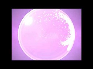 Unity VFX-Graph Snow Globe Experiment