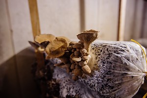 A Complete Guide to Mushroom Substrates | GroCycle