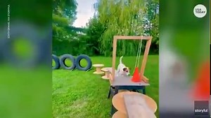 19K views · 13 reactions | Zomby, a Parson Russell terrier, completed this backyard obstacle course with ease while looking as cute as could be! | USA TODAY Video | Facebook