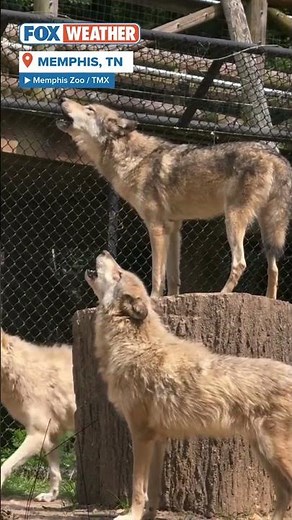 Wolves Howl Together At Memphis Zoo