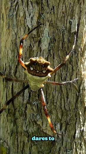 Goliath Birdeater: The World’s Largest Spider Hiding in the Amazon Jungle
