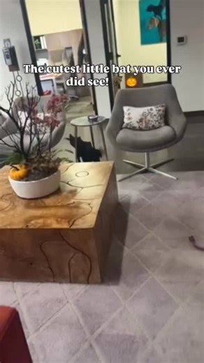 1K views · 114 reactions | “Ruby is one smart puppy. She sits and...