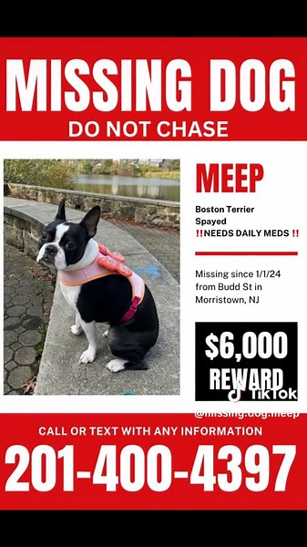 MISSING DOG MEEP on TikTok