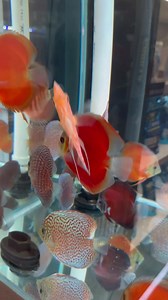14K views · 833 reactions | Discus HQ Australia formerly Living Discus Fish on Reels | Facebook