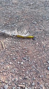 This sphinx moth caterpillar is smarter than the hundreds (or thousands even) of individuals that are crawling around Liberty Wildlife currently -- it's using what it can find to fit in to it's surroundings!!! Camouflage at it's best!! Video: Jennifer C | Liberty Wildlife