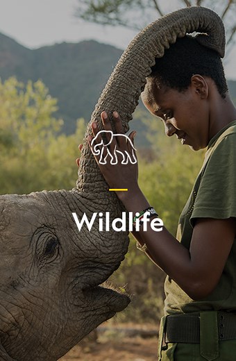 Our Focus | Wildlife | National Geographic Society