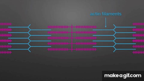 Muscle contraction: Sliding filament model animation for A level biology on Make a GIF