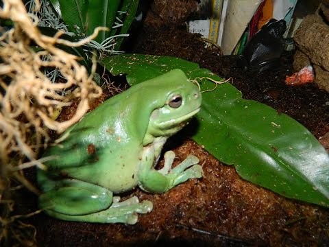 Green Tree Frogs - feeding time and enclosure update