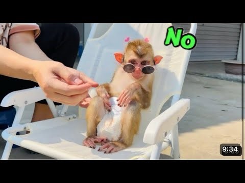 smart ! Diana the monkey carried the chair out to sit in the sun.